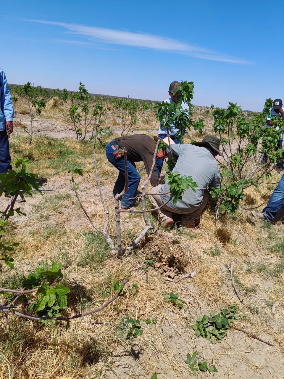 Practicas de cultivo de higo en Coahuila / Foto: Gobierno de Coahuila