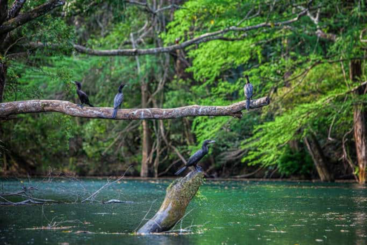 Reserva de la Biosfera El Cielo. Foto: Sanju Pineda