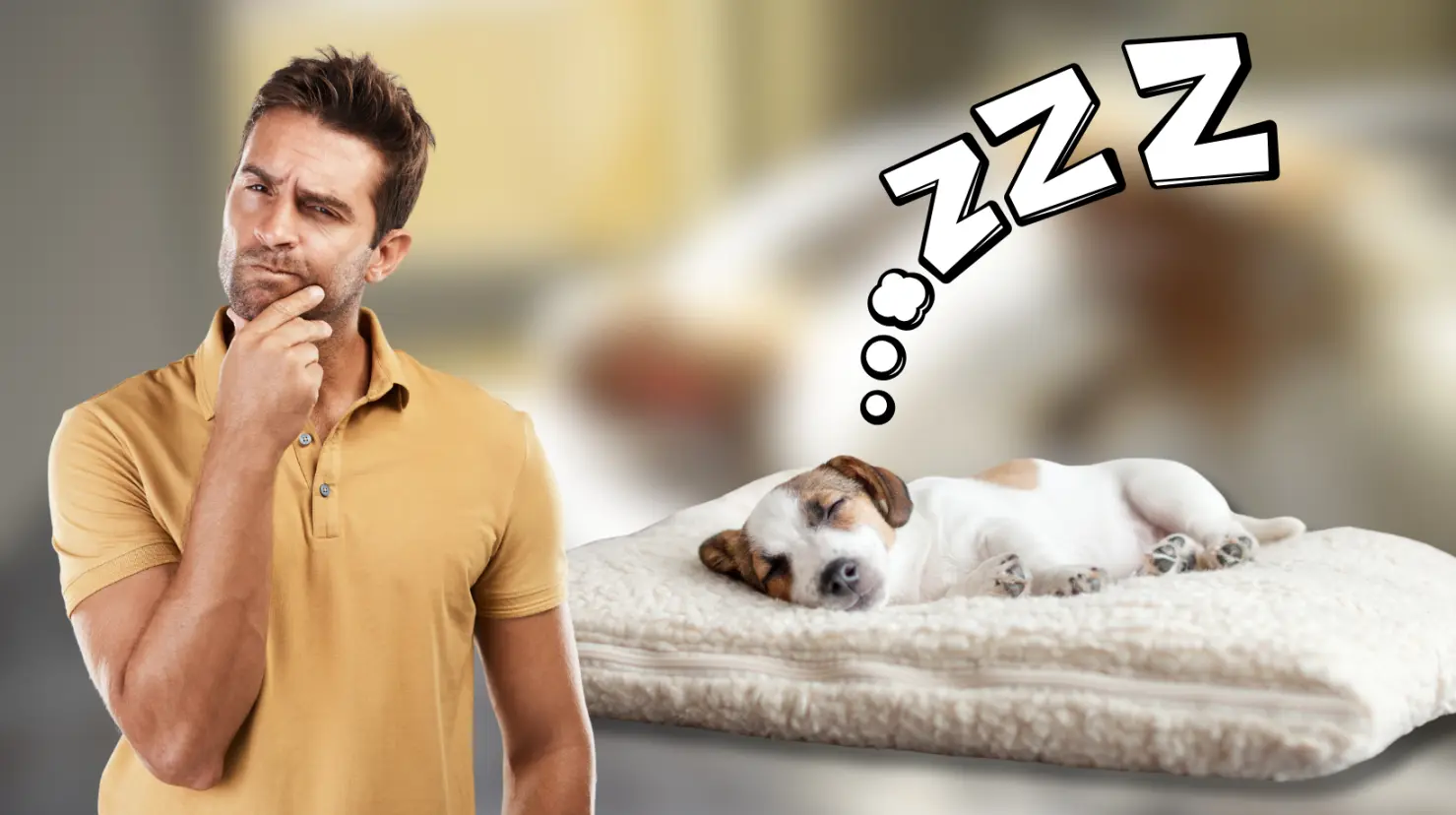 ¿Los perros sueñan cuando duermen, según la ciencia? Foto: Canva.
