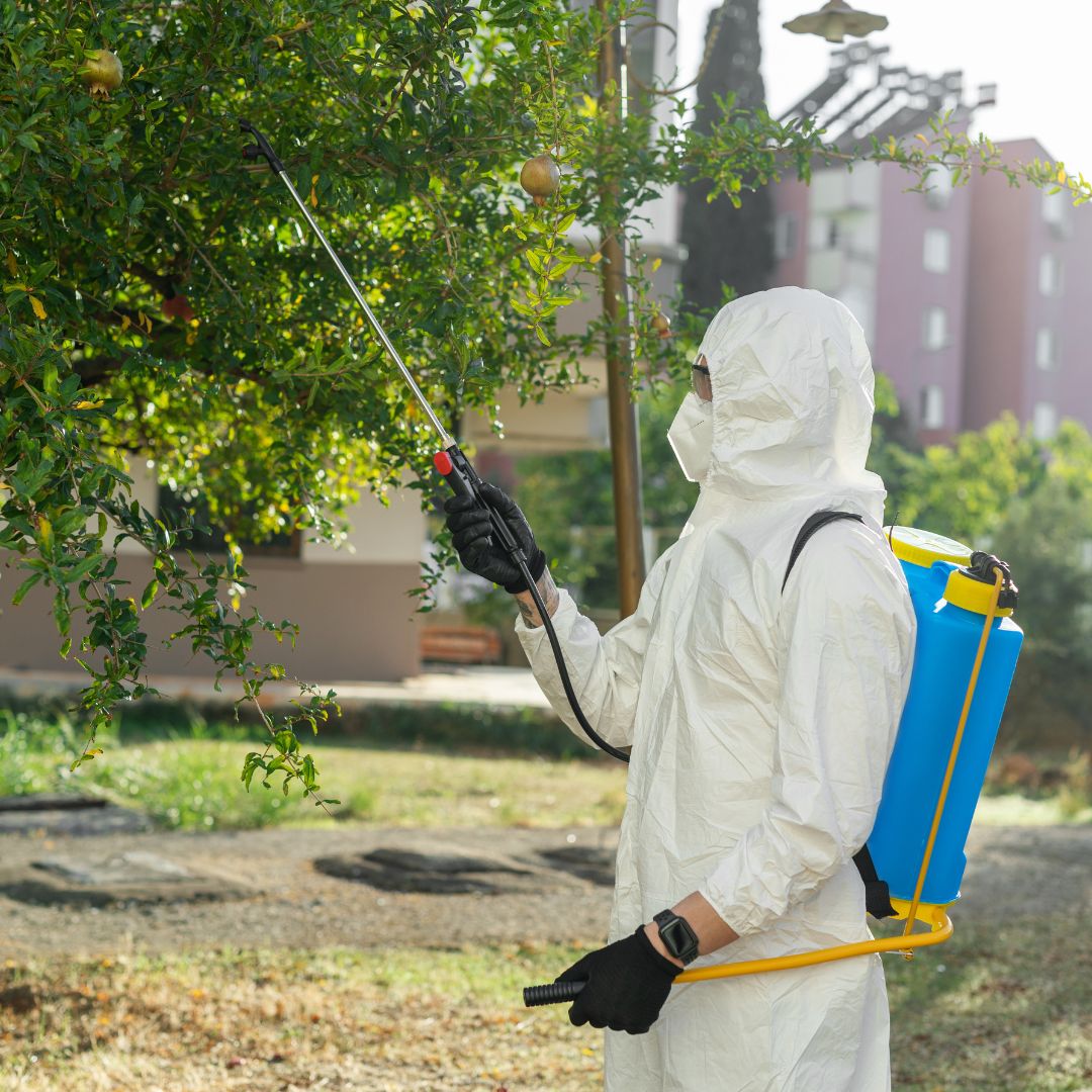 Recomiendan fumigar para evitar criaderos del mosquito. Foto: Redes Sociales