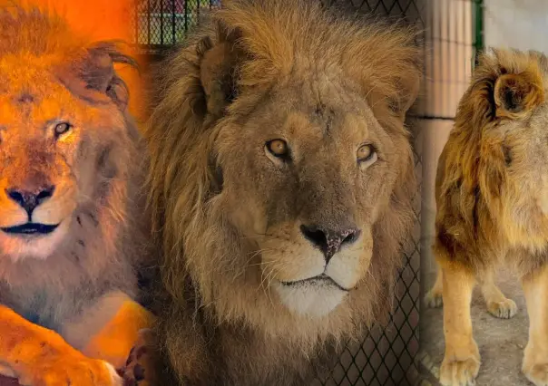 Esta era la verdadera edad de Pechocho, el famoso león del zoológico de Durango que acaba de morir