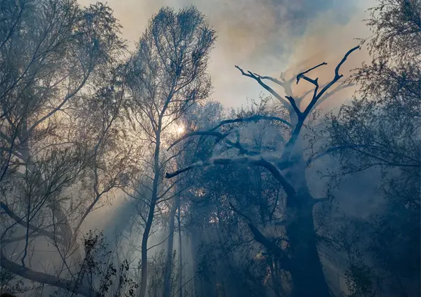 Ecocidio en Coahuila: ¿qué es y cómo se sanciona según la legislación estatal?