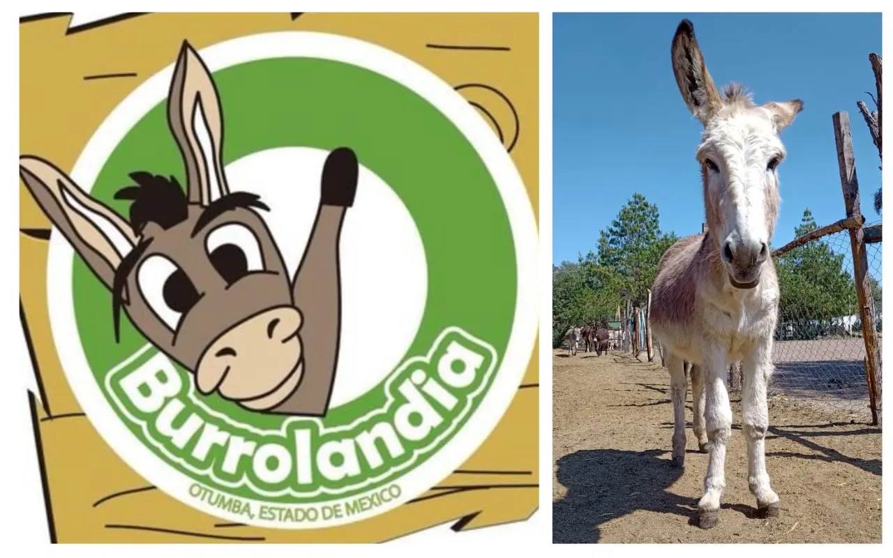 El burro mexicano esta es una especia preservada por el municipio de Otumba, del Estado de México: Foto: X/@Burrolandia_mx (Canva)