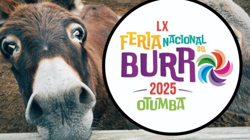 ¿Conoces la Feria Nacional del Burro? en Otumba, Edomex