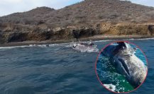 Hallan dos ballenas grises muertas en Bahía Magdalena