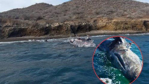 Hallan dos ballenas grises muertas en Bahía Magdalena