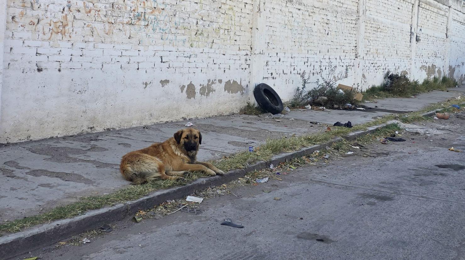 Foto: Gerardo Lares | Conoce cuales son los requisitos para una adopción canina en el Albergue Animal de Durango.