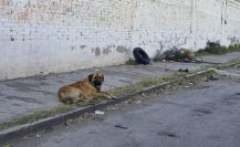 Estos son los requisitos para una adopción canina en el Albergue Animal de Durango