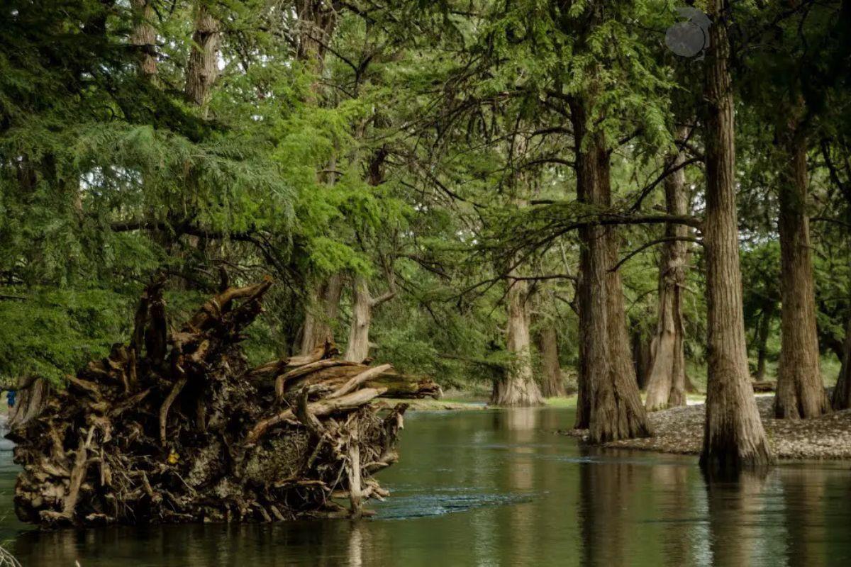 Sabinos en el río Sabinas. Foto de México desconocido.