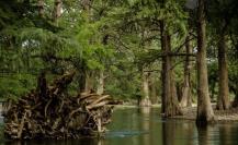 Sabinos milenarios del río Sabinas: un tesoro natural en riesgo