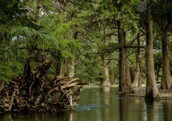 Sabinos milenarios del río Sabinas: un tesoro natural en riesgo
