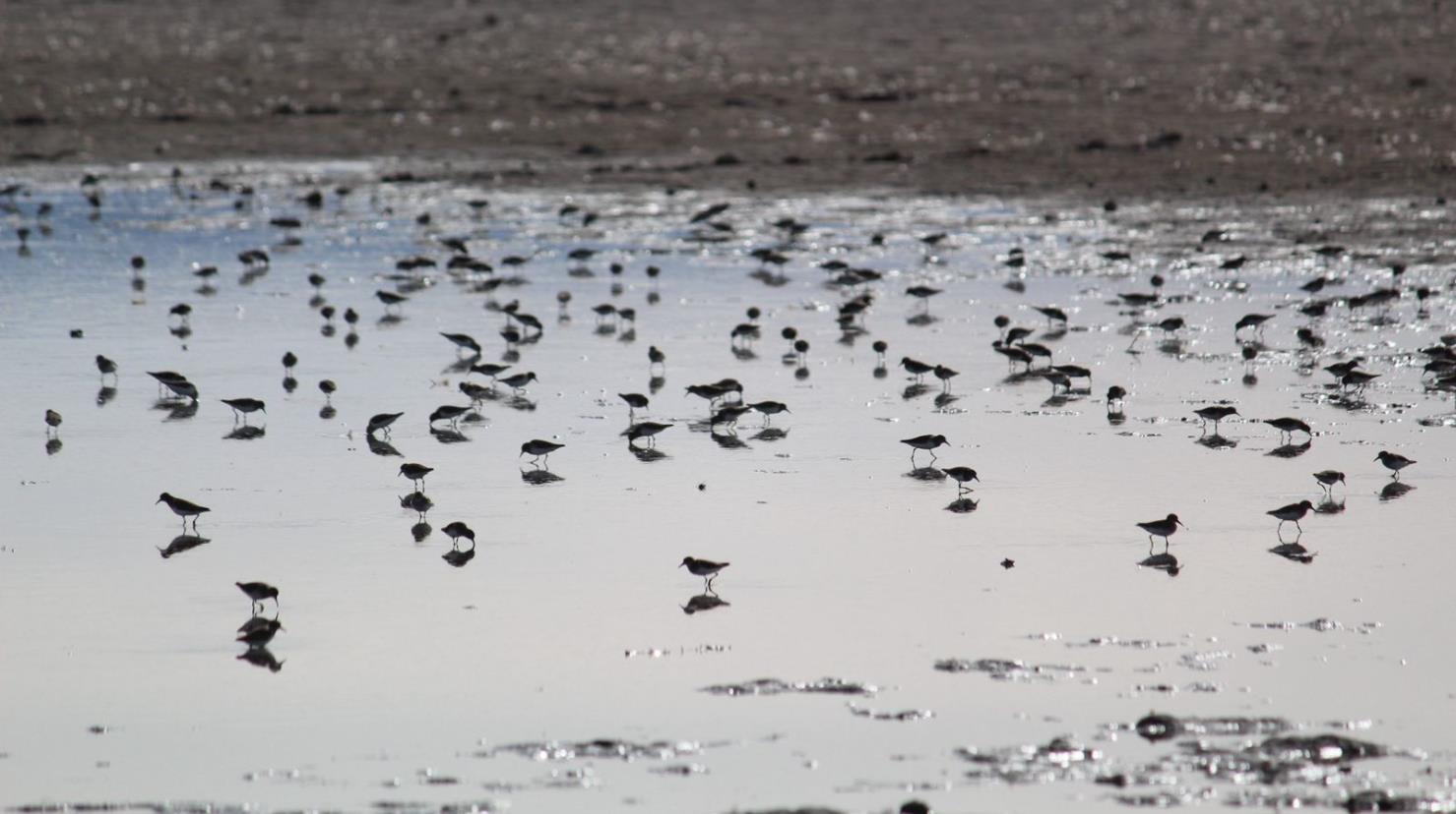 Conoce los humedales de Durango donde llegan aves migratorias cada año | Foto: Alejandro Ávila.