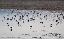 La zona cercana al Periférico de Durango que es considerada un santuario de aves migratorias