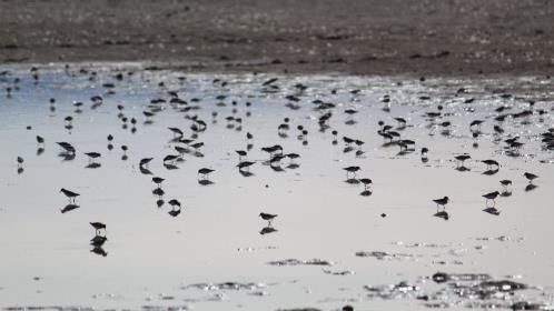 La zona cercana al Periférico de Durango que es considerada un santuario de aves migratorias