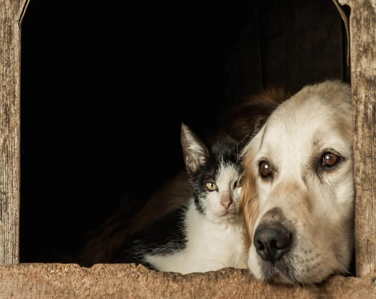El maltrato y abandono de animales se ha incrementado un 70% en Tampico. Foto: Freepik