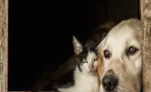 Aumenta el maltrato animal en Tampico