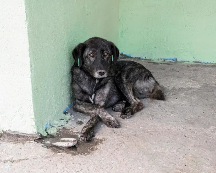  Abandono de animales se ha incrementado un 70%. Foto: Freepik