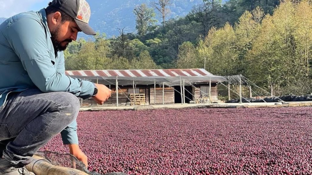 ¿A dónde se exporta el café de Chiapas?