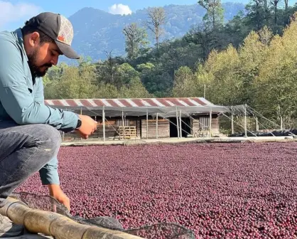 ¿A dónde se exporta el café de Chiapas?