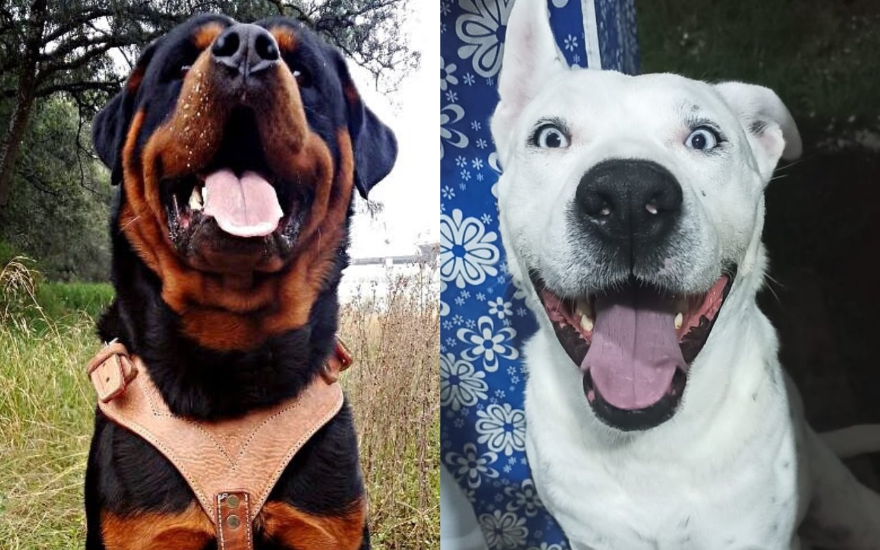 Visita los lugares a donde puedes llevar a tus adorables mascotas. Foto: Cortesía