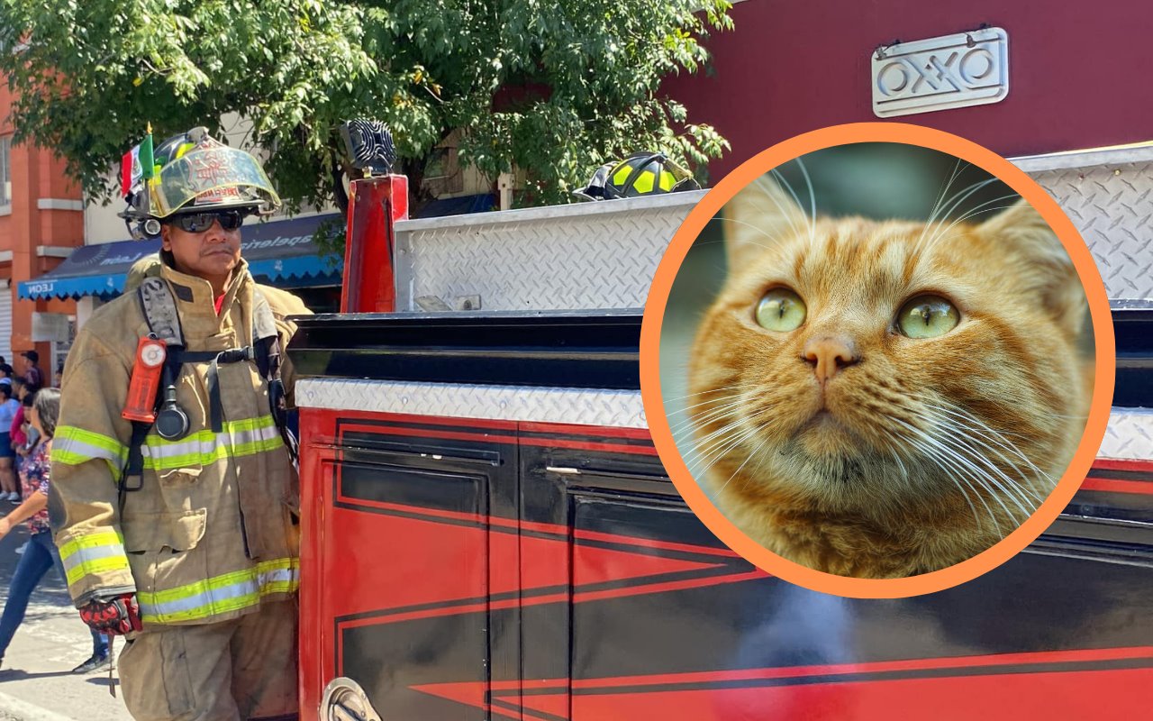 Bomberos de Durango rescataron a un gato atrapado entre cables. Foto: Bomberos Durango.