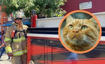 FOTOS | Bomberos de Durango rescatan a un gato atrapado entre una maraña de cables