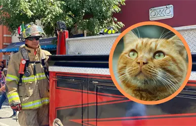 FOTOS | Bomberos de Durango rescatan a un gato atrapado entre una maraña de cables