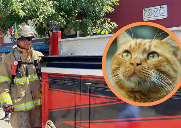 FOTOS | Bomberos de Durango rescatan a un gato atrapado entre una mara&ntilde;a de cables
