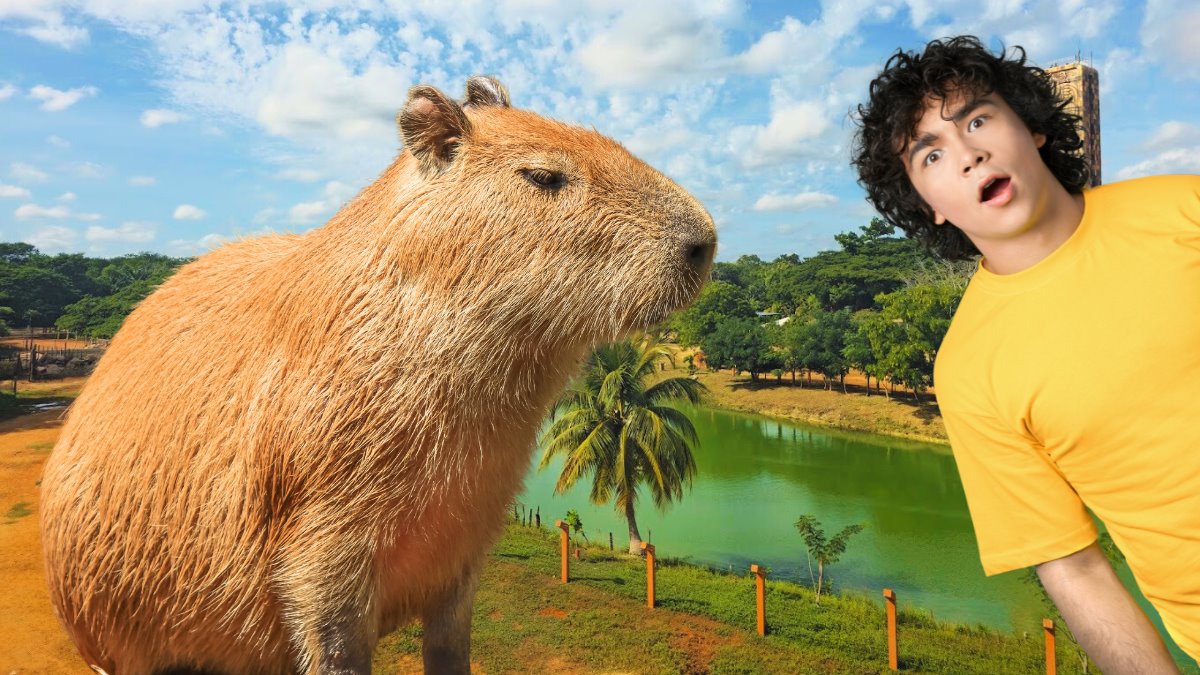 Estos capibaras llegaron a Yucatán en 2019 y son los únicos en la región Foto: Kenny Xool/Canva/Alexis Lara