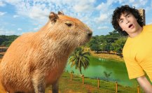 Este es el único lugar de Yucatán para ver capibaras... ¡Descúbrelo!