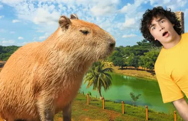 Este es el único lugar de Yucatán para ver capibaras... ¡Descúbrelo!