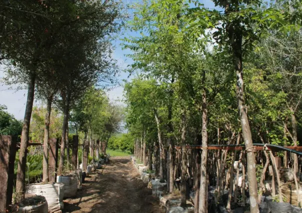 Conoce la contribución ambiental del Palo Blanco, árbol nativo de NL