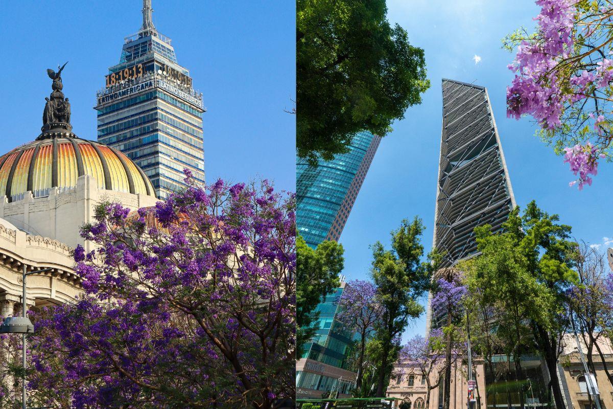 Alameda central con vista a Bellas Artes y Torre Latino, Paseo de la Reforma con Jacarandas Foto: Pexels I Canva