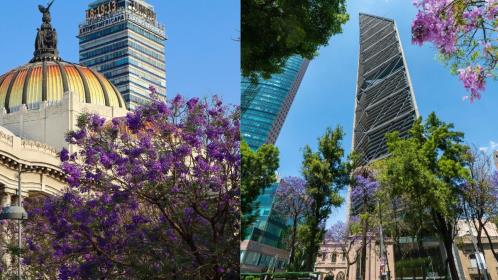 ¿Amas las jacarandas? Visita estos 5 restaurantes en CDMX desde donde puedes admirarlas