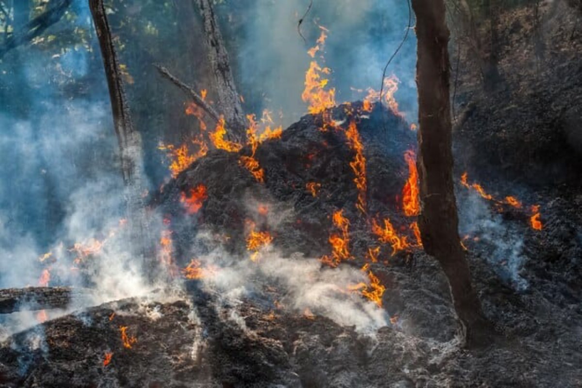 Imagen ilustrativa de un incendio forestal. Foto: Freepik