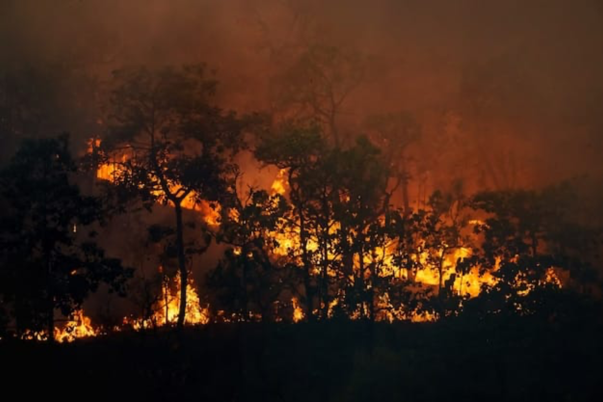 Imagen ilustrativa de un incendio forestal. Foto: Freepik