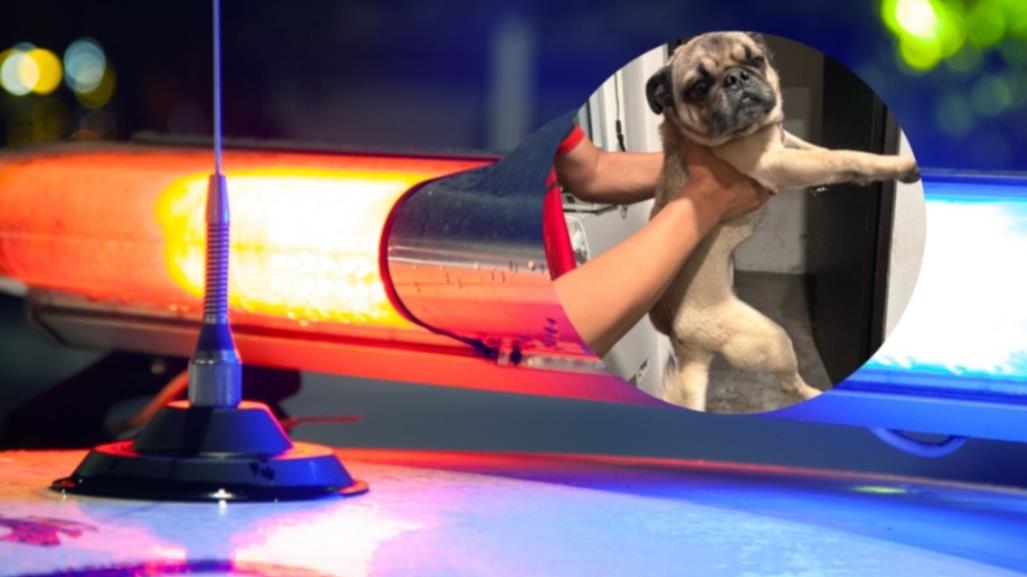 Policía de Guadalupe rescata a perro pug que fue secuestrado