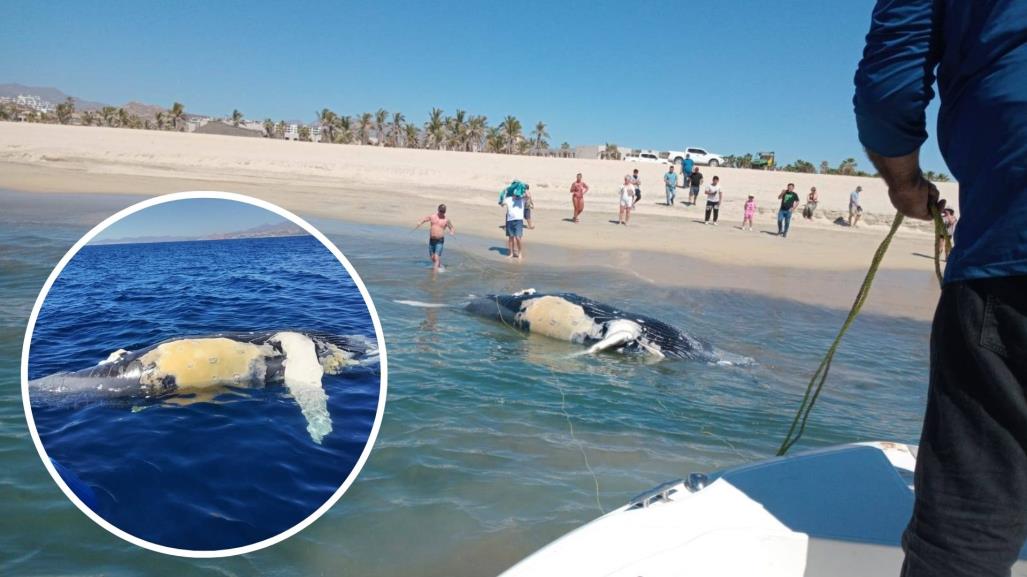 Aparece sin vida cría de ballena gris en San José del Cabo