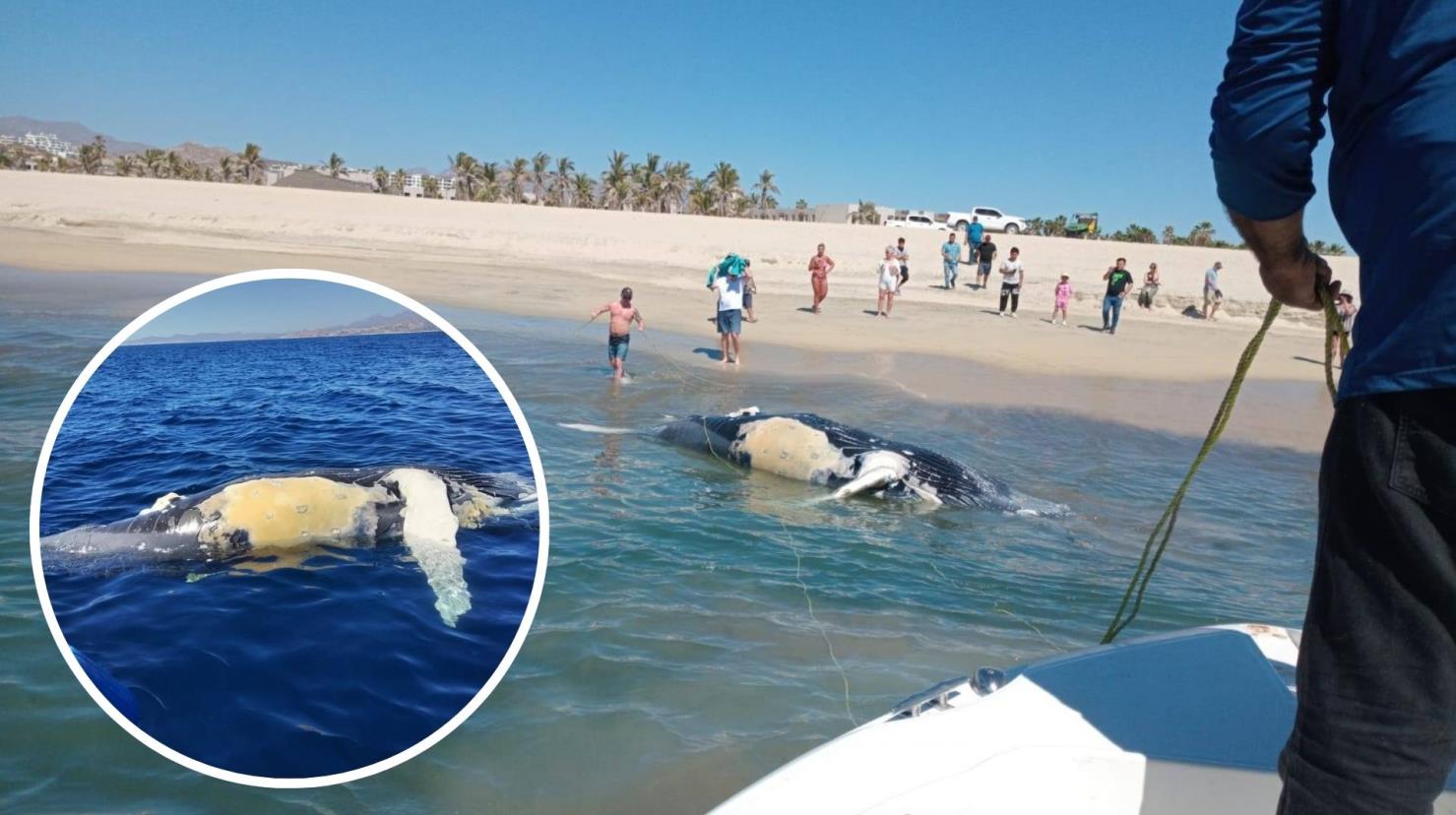 Organizaciones han lanzado campañas para educar sobre la importancia de reducir la velocidad en zonas donde habitan las ballenas. Foto: FONMAR BCS