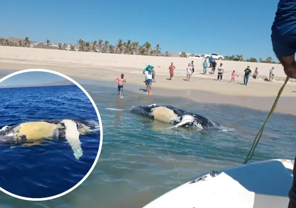 Aparece sin vida cría de ballena gris en San José del Cabo