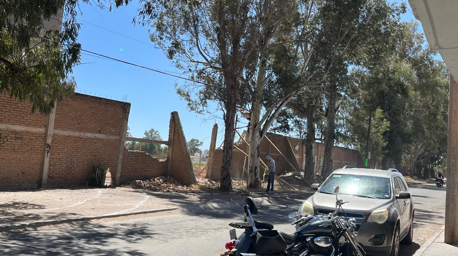 Constructora pretende derribar árboles adultos para entrada a conjunto habitacional. Foto: Jesús Carrillo.