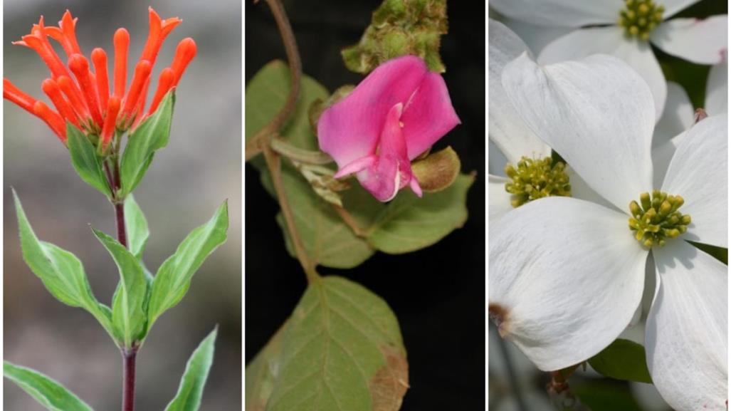 Conoce estas 3 flores nativas de Nuevo León, ideales para tu jardín