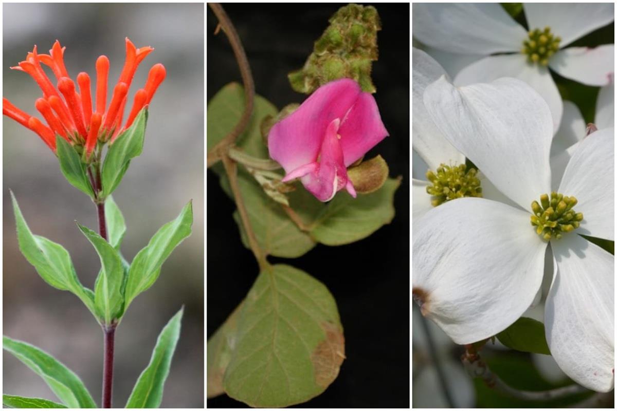 Plantar flora nativa contribuye a la conservación del ecosistema. Foto: Cortesía