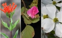 Conoce estas 3 flores nativas de Nuevo León, ideales para tu jardín