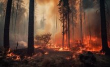 Pronóstico del tiempo: viento incrementa riesgo de incendios forestales en Tamaulipas