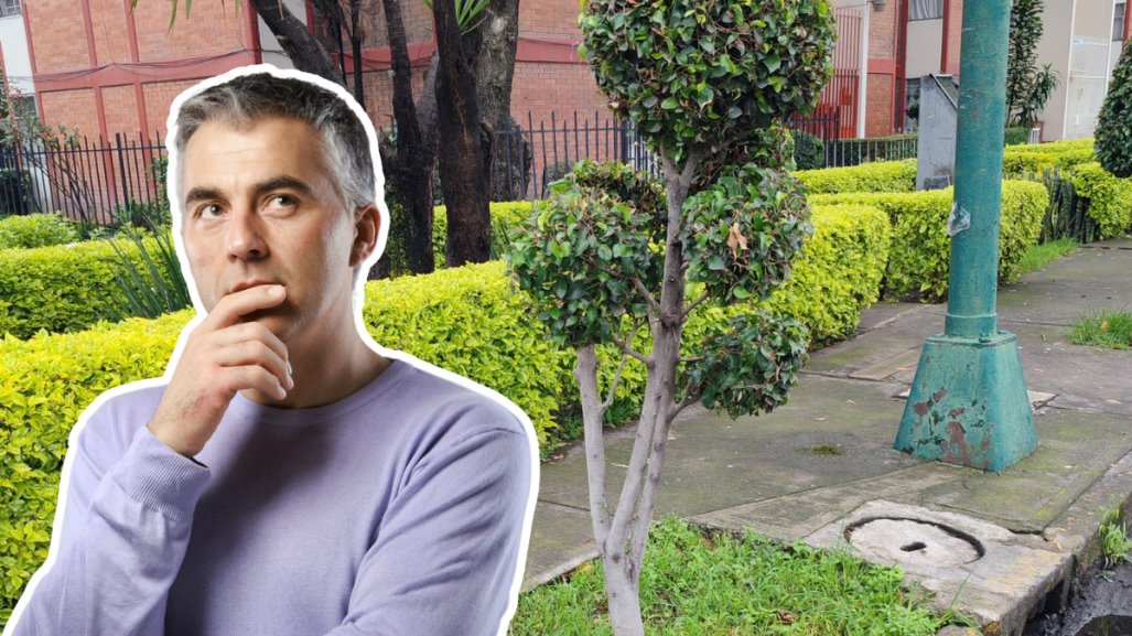 ¿Quieres plantar un árbol? Conoce si está permitido en las calles de CDMX