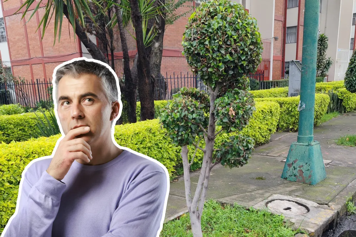 De fondo árbol plantado en las calles de CDMX, persona dudosa. Foto: X @CAVOvalecillo | Canva