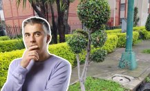 ¿Quieres plantar un árbol? Conoce si está permitido en las calles de CDMX