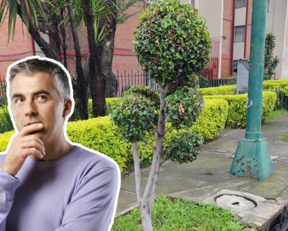 ¿Quieres plantar un árbol? Conoce si está permitido en las calles de CDMX