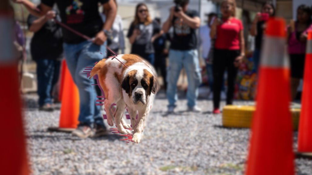 Rex, el perro que fue abandonado en una casa de Escobedo busca hogar, conoce cómo puedes adotarlo